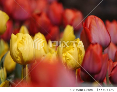 Yellow tulip 133505529