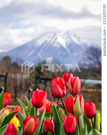 Red tulips and Mt. Daisen 133505530