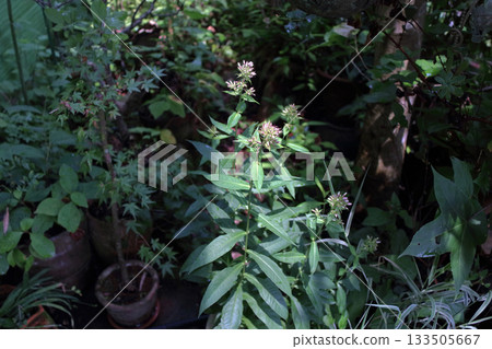 Flock of oleander Perennial flock of oleander Dianthus 133505667