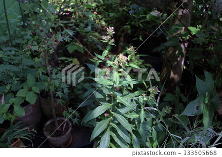 Flock of oleander Perennial flock of oleander Dianthus 133505668