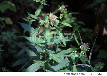 夾竹桃叢 多年生夾竹桃叢 133505670