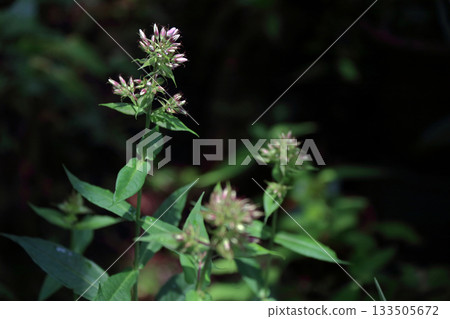 Flock of oleander Perennial flock of oleander Dianthus 133505672