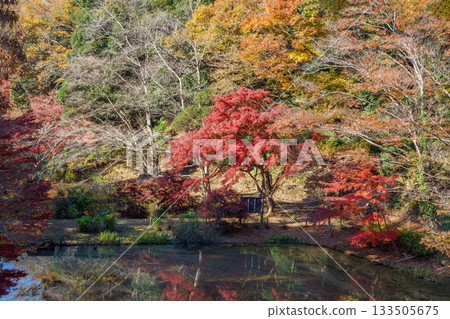 秋葉落 秋葉落 133505675