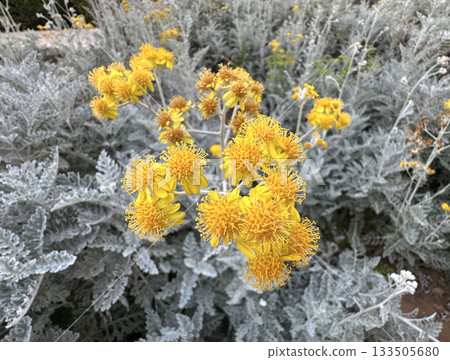 Yellow flowers dusty miller plant (lat.- Senecio cineraria) 133505680