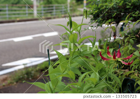 嘉蘭狐狸百合百合百合百合運輸者 133505723