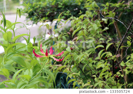 嘉蘭狐狸百合百合百合百合運輸者 嘉蘭狐狸百合百合百合百合運輸者 133505724