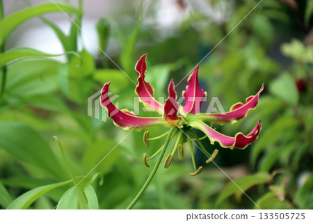 嘉蘭狐狸百合百合百合百合運輸者 嘉蘭狐狸百合百合百合百合運輸者 133505725