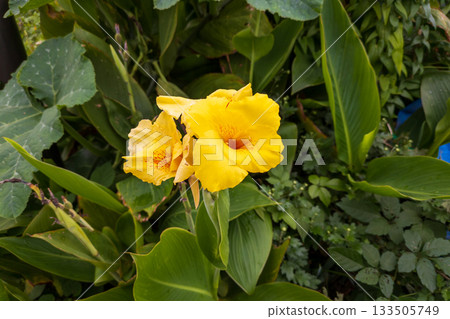 美人蕉的黃色花朵 美人蕉的黃色花朵 133505749