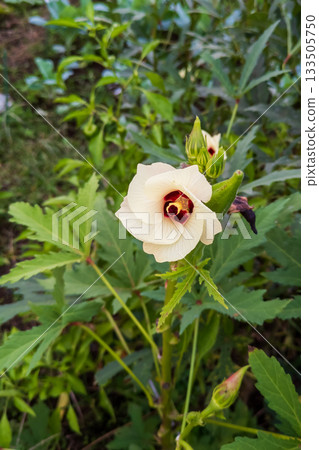 淡黃色的秋葵花 133505750