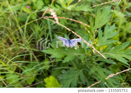 一隻大和志美蝶張開翅膀休息。 133505751