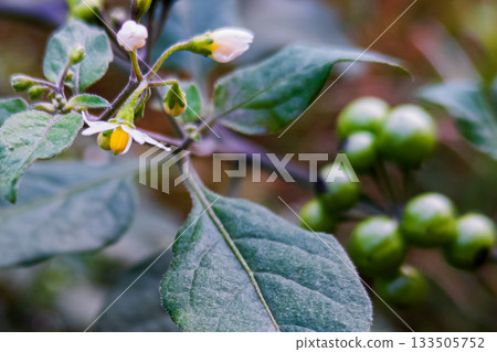 白色的龍葵花和未成熟的果實 133505752