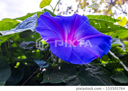 藍色的牽牛花 133505764