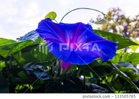 藍色的牽牛花 133505765