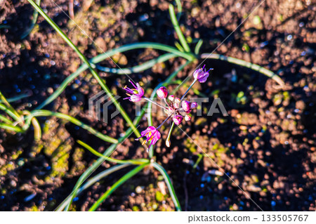 可愛的淡紫色羅京花 可愛的淡紫色羅京花 133505767