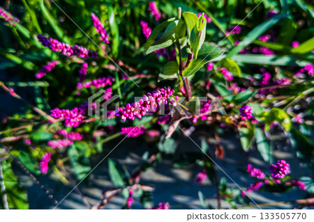 Red flower of Japanese knotweed 133505770