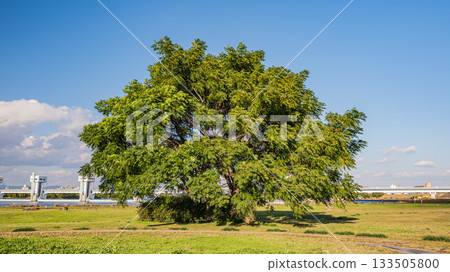 大阪市淀川公園長良地區的秋景 133505800
