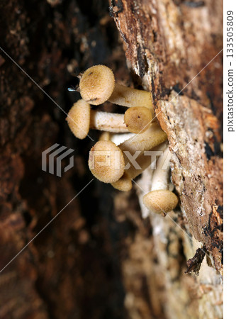 As the temperature drops in autumn, fluffy young armillaria mushrooms emerge from the sides of rotten wood (macrophotography in the natural environment) As the temperature drops in autumn, fluffy young armillaria mushrooms emerge from the sides of rotten wood (macrophotography in the natural environment) 133505809