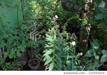 夾竹桃叢 多年生夾竹桃叢 夾竹桃叢 多年生夾竹桃叢 133505829