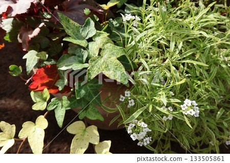 拾起顏色的葉子 拾起顏色的葉子 133505861