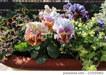 時尚褶邊中提琴系列 133505862