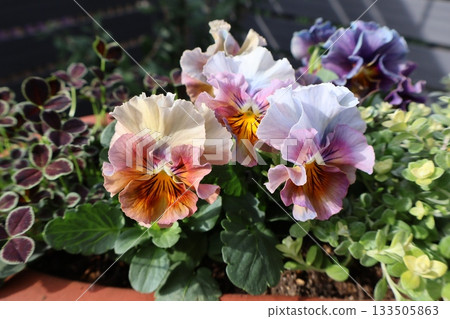 時尚褶邊中提琴系列 133505863