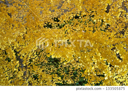 Illuminated ginkgo leaves 133505875