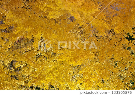 Illuminated ginkgo leaves Illuminated ginkgo leaves 133505876