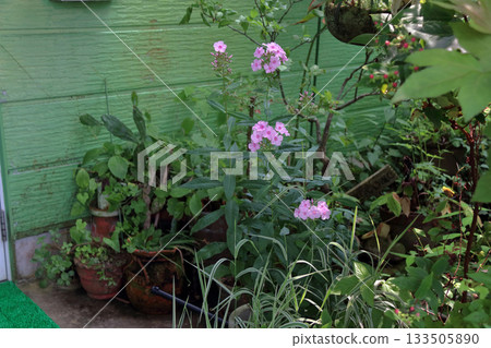 Flock of oleander Perennial flock of oleander Dianthus Flock of oleander Perennial flock of oleander Dianthus 133505890
