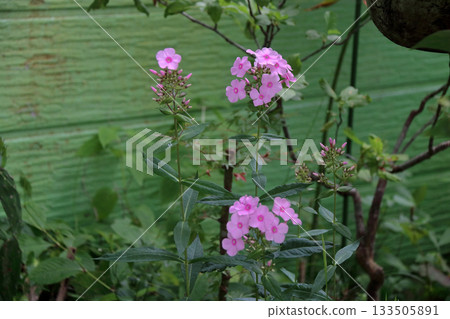 夾竹桃叢 多年生夾竹桃叢 133505891