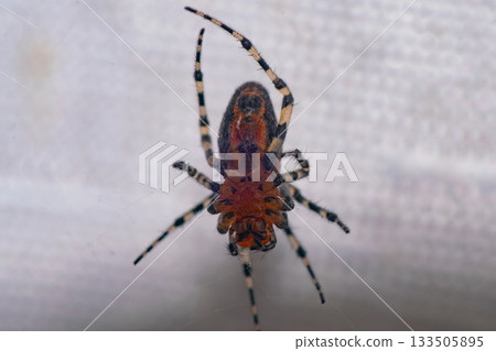 Spider perched on a wall , at home 133505895