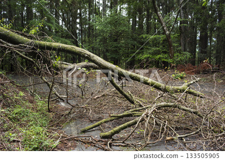 Fallen tree blocking the road 133505905