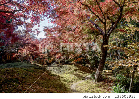Saishoji Temple (Chikusei City, Ibaraki Prefecture), known for its moss garden and autumn foliage Saishoji Temple (Chikusei City, Ibaraki Prefecture), known for its moss garden and autumn foliage 133505935