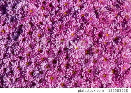 一簇粉紅色小菊花的優美形狀 [背景素材] 133505938