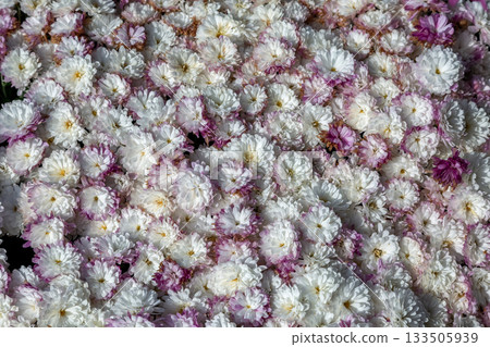 白色和粉紅色小菊花的優美形狀[背景素材] 133505939