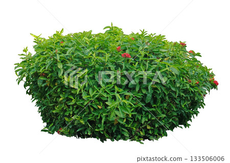 Tropical flower plant bush tree, The Ixora calycina or Rath Mal plant is a rare plant Tropical flower plant bush tree, The Ixora calycina or Rath Mal plant is a rare plant 133506006