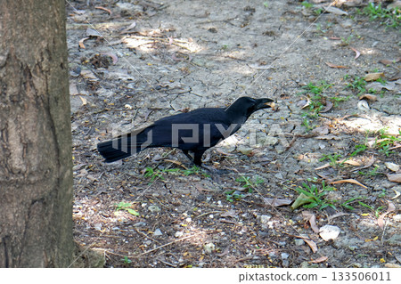 black crow bird some field catching some food 133506011