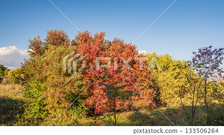 Yodogawa River Park Akagawa District Wando Forest - Colorful Trees, Osaka City 133506264