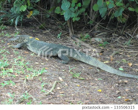 Beware of water monitor lizards! Bangkok parks 133506315