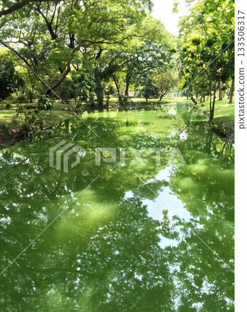 Thailand: A green park with sunlight filtering through the trees 133506317