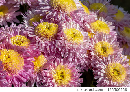 The beauty of the shape of a group of small chrysanthemums, mixed with pink and yellow [Background material] 133506338