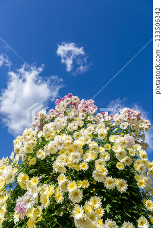 Kogiku Tower with a blue sky behind it [Background material] 133506342