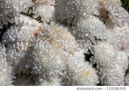 The beauty of the white chrysanthemums [Background material] 133506343