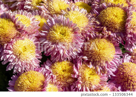 The beauty of the shape of a group of small chrysanthemums, mixed with pink and yellow [Background material] 133506344