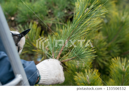 pruning, gardener, landscaper 133506532