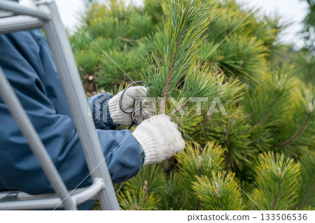 pruning, gardener, landscaper 133506536