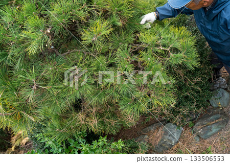 pruning, gardener, landscaper 133506553