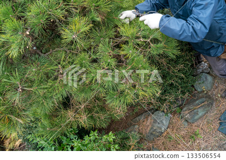 pruning, gardener, landscaper 133506554