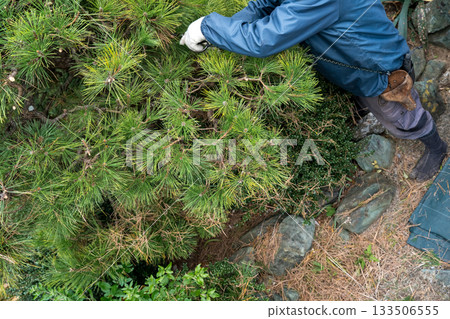 pruning, gardener, landscaper 133506555