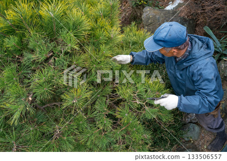 pruning, gardener, landscaper 133506557