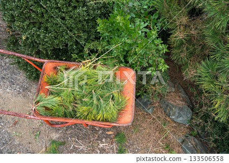 foliage, garden, wheelbarrow 133506558